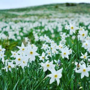 Palatul Brâncovenesc — Poiana Narciselor și Mănăstirea Dealu — 16 Mai